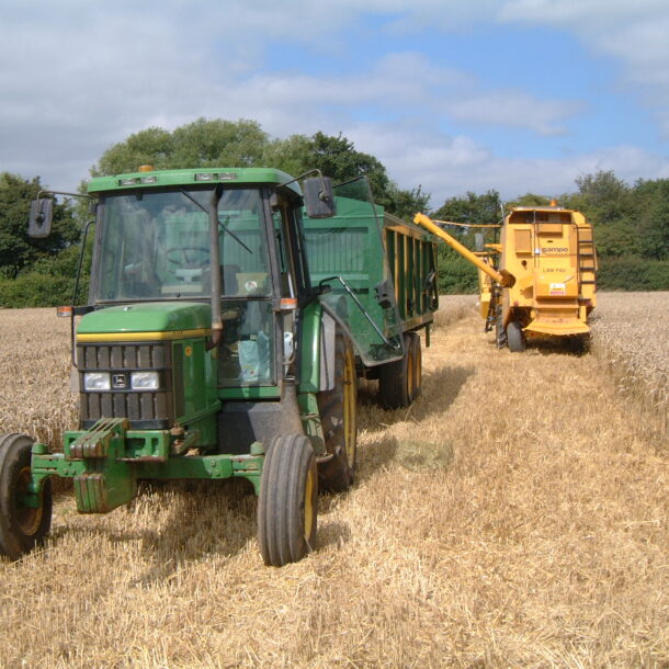 harvesting wheat in summer